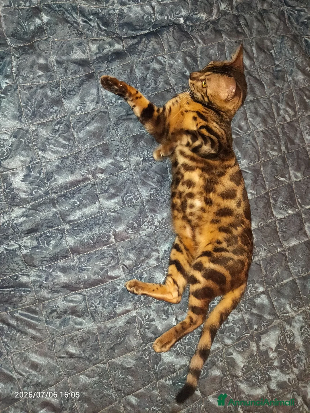 Bengala gatti in vendita: Splendida gattina Bengala  - Annuncio 4