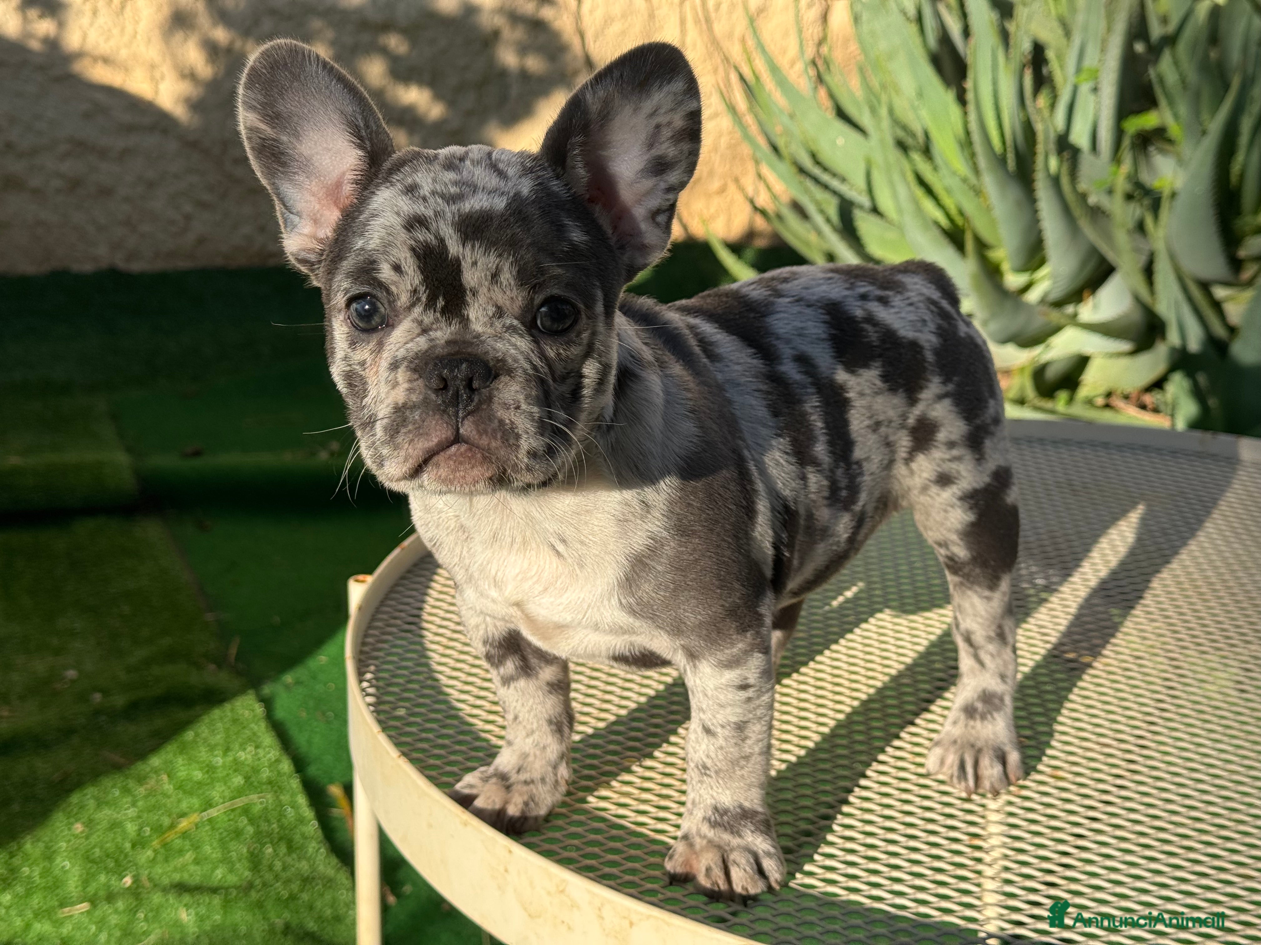 Bulldog Francese cani Bulldog francese blue e blue merle  - Annuncio 1