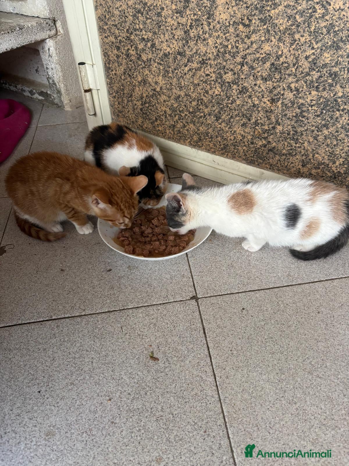 Europeo gatti Gattini nati in casa - Annuncio 1