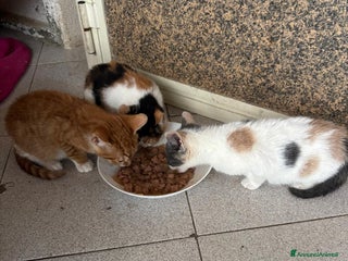 Europeo gatti Gattini nati in casa - Annuncio 1