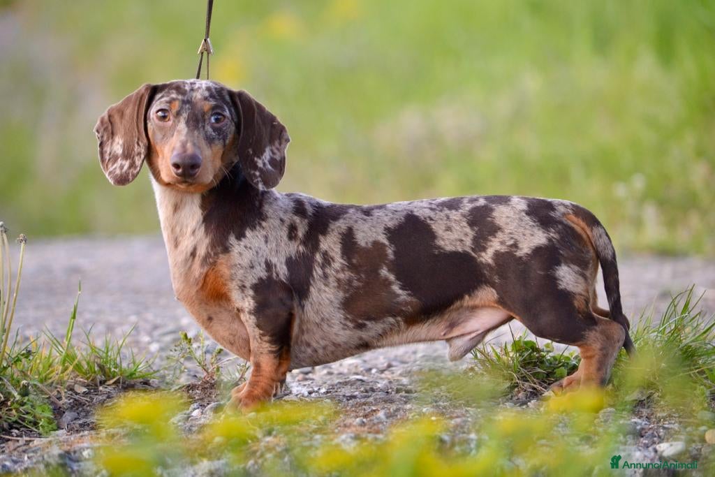 Bassotto cani Bassotto nano accoppiamento  a Provincia di Vercelli - Annuncio 1