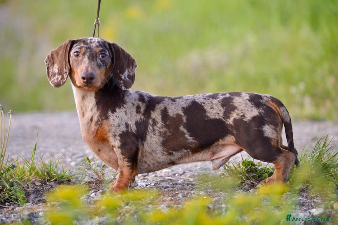 Bassotto cani per accoppiamento: Bassotto nano accoppiamento  a Provincia di Vercelli - Annuncio 1