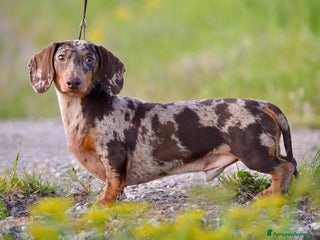 Bassotto cani Bassotto nano accoppiamento a Provincia di Vercelli - Annuncio 4
