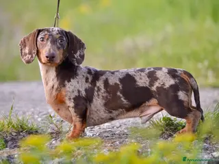 Bassotto cani per accoppiamento: Bassotto nano accoppiamento a Provincia di Vercelli - Annuncio 2