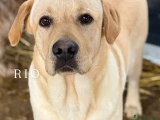 Labrador cani RIO, stupendo mix LABRADOR dolcissimo! - Annuncio 1