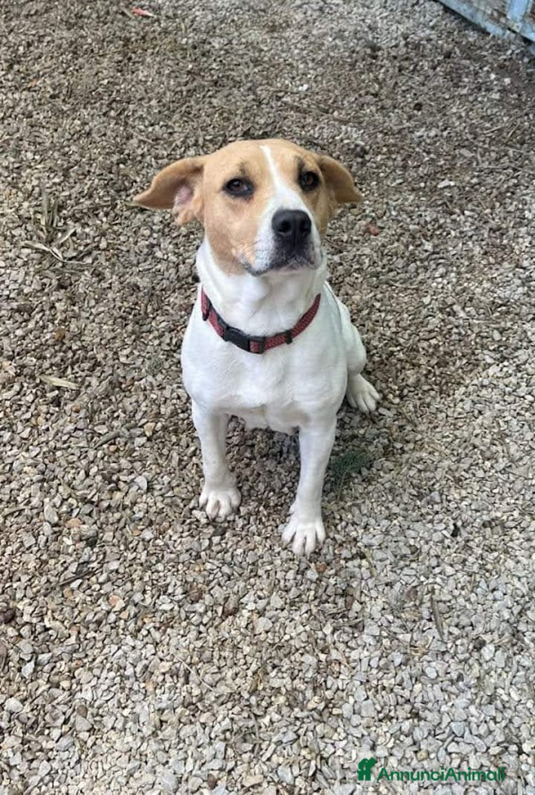 Beagle cani in regalo: 4 anni VENERA, simil beagle - Annuncio 3