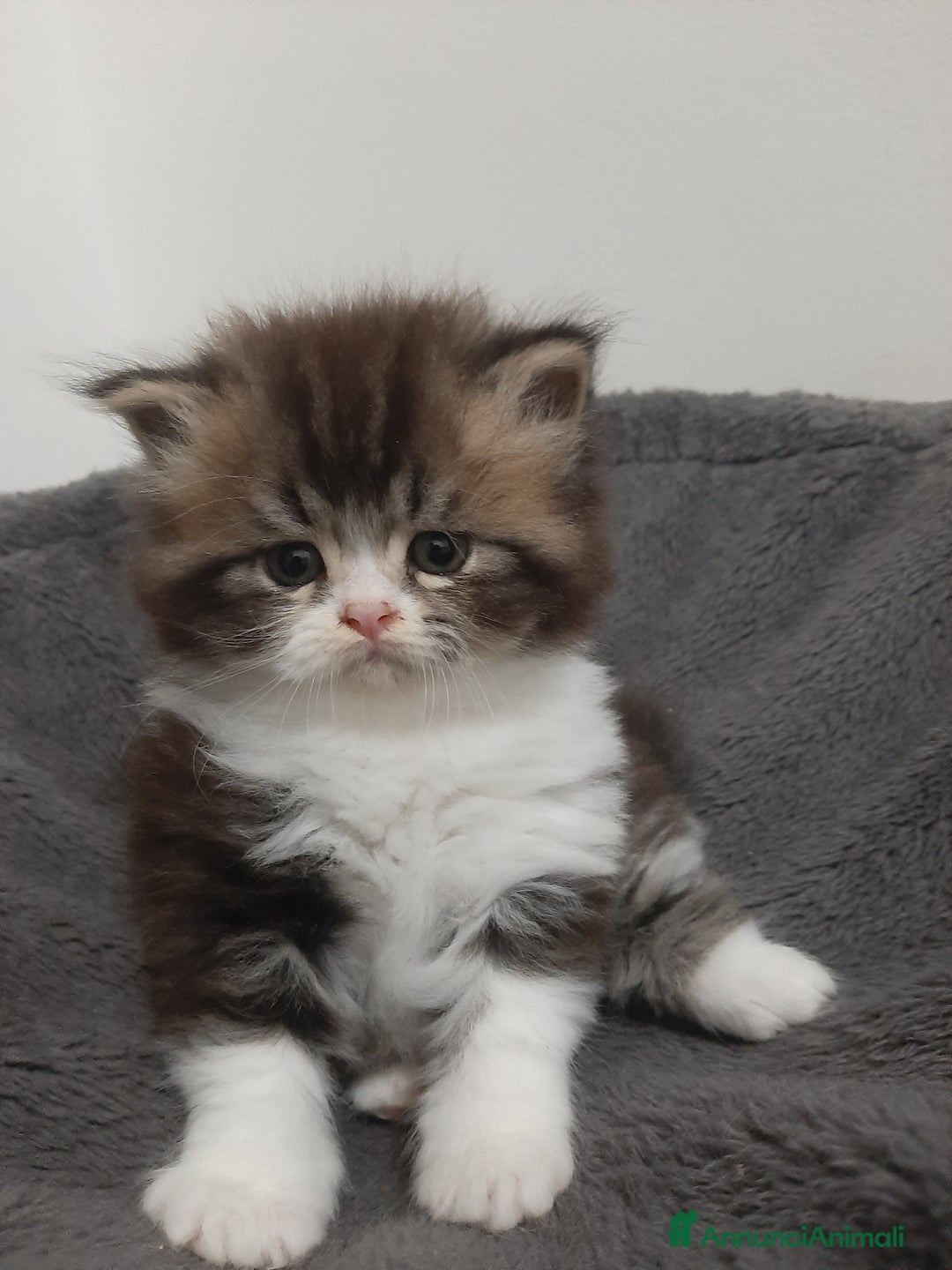 Persiano gatti in vendita: Gattini persiano bicolore a Città metropolitana di Messina - Immagine 7
