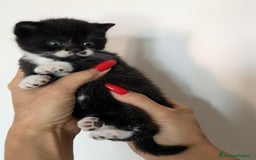 Scottish gatti in vendita: Scottish straight e fold - Annuncio 13