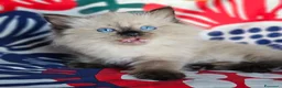 Ragdoll gatti in vendita: Meravigliosa cucciolata Ragdoll  - Annuncio 4