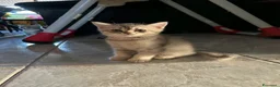 Scottish gatti in vendita: Cucciolata di gatti scottish fold e straight  - Annuncio 4