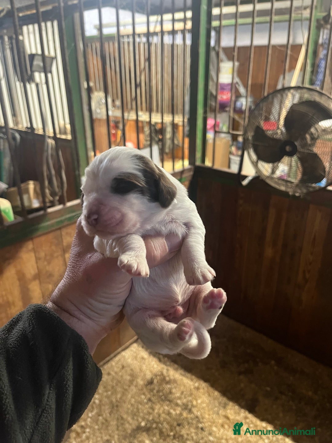 Setter Inglese cani in vendita: Cuccioli setter inglese  - Annuncio 7