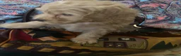 Barboncino cani in vendita: Barboncini toy - Annuncio 9