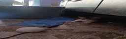 Meticcio gatti in regalo: 2  fratellini chiari  - Annuncio 7