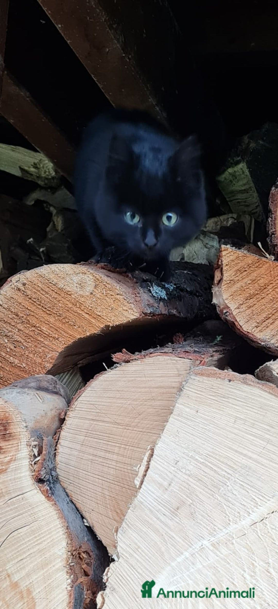 Altre razze gatti in regalo: Trovato gattino - Annuncio 3