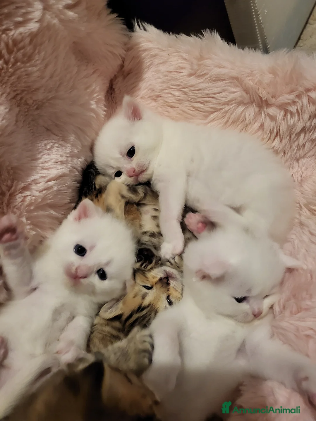 British gatti in vendita: Gattini british bianchi/tigrati in vendita - Annuncio 22