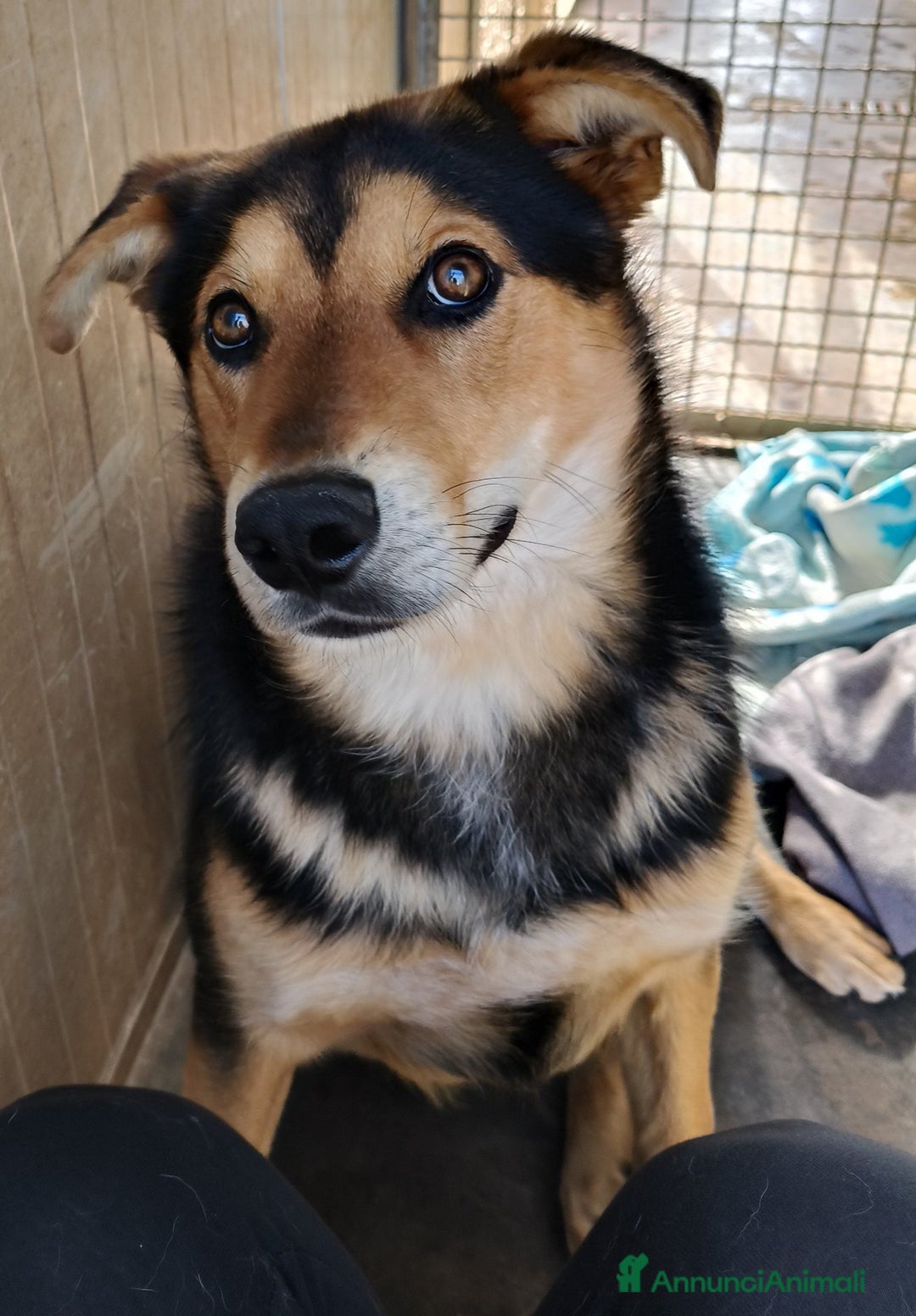 Meticcio cani in regalo: MILO CAGNOLINO PERFETTO - Annuncio 6