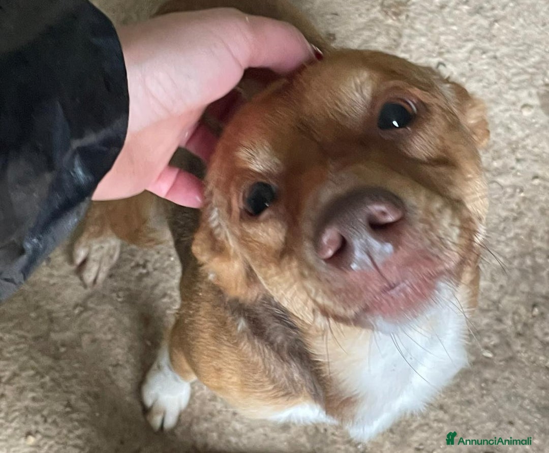 Meticcio cani in regalo: 9 KILI DI TENEREZZA - Annuncio 6