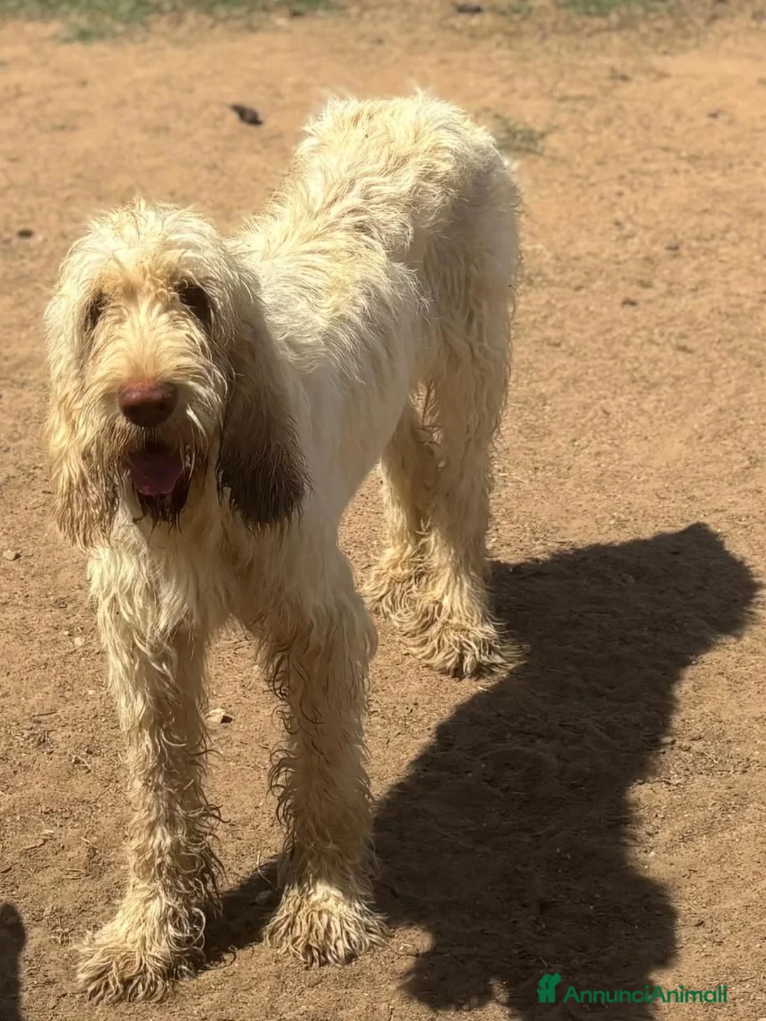 Spinone cani in regalo: MASHA spinone italiano cerca casa in adozione - Annuncio 2