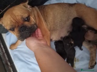 Bulldog Francese cani Cuccioli bulldog francese - Annuncio 9
