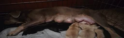 Bulldog Francese cani in regalo: Incrocio di bouldog francese / barboncino - Annuncio 9