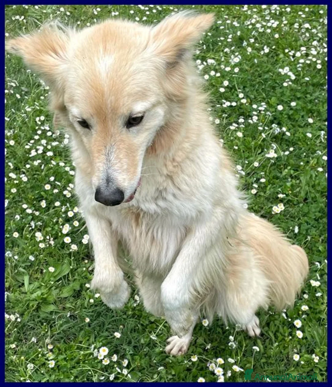 Meticcio cani in regalo: COTONE 6anni adora le persone dinamiche - Annuncio 6