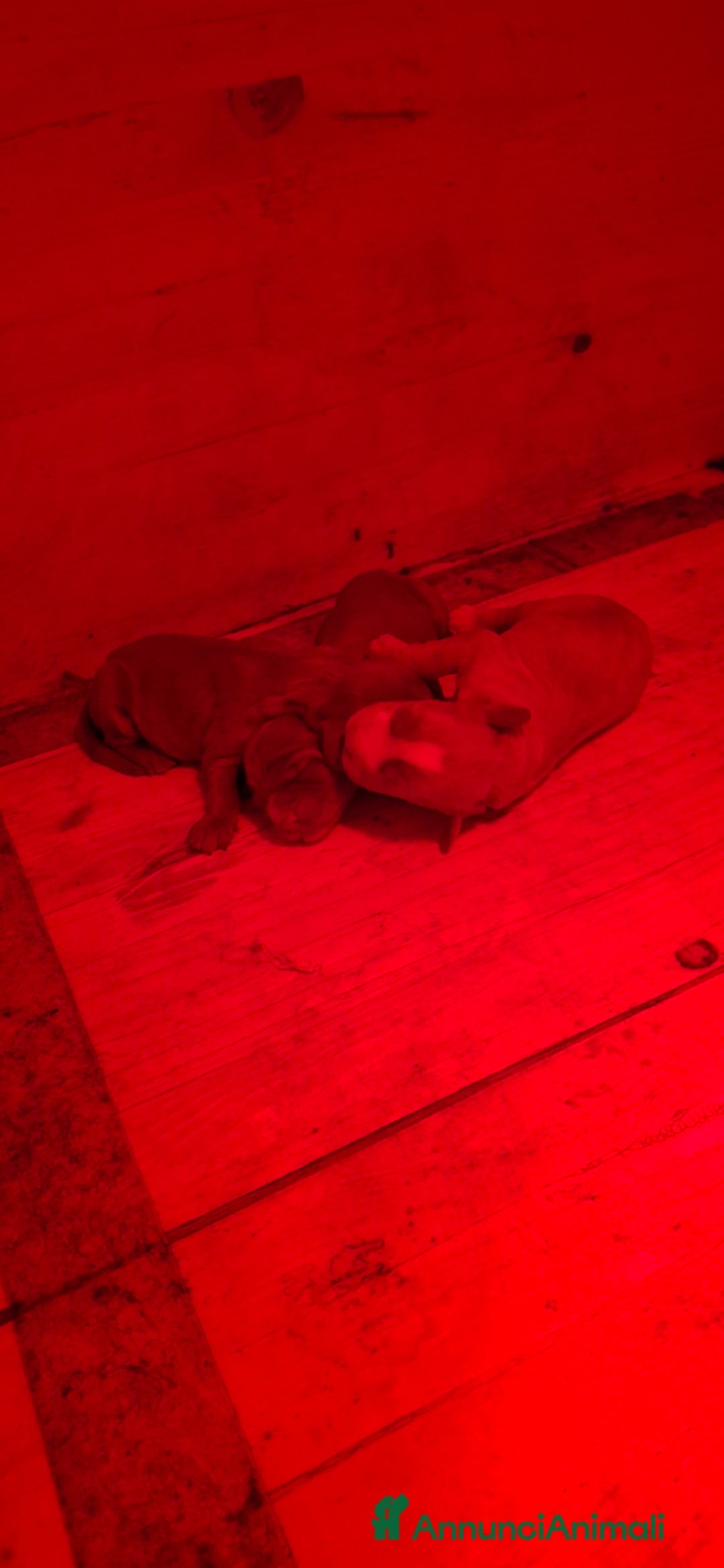 Cocker cani in vendita: Cuccioli Cocker a Provincia di Bergamo - Immagine 9