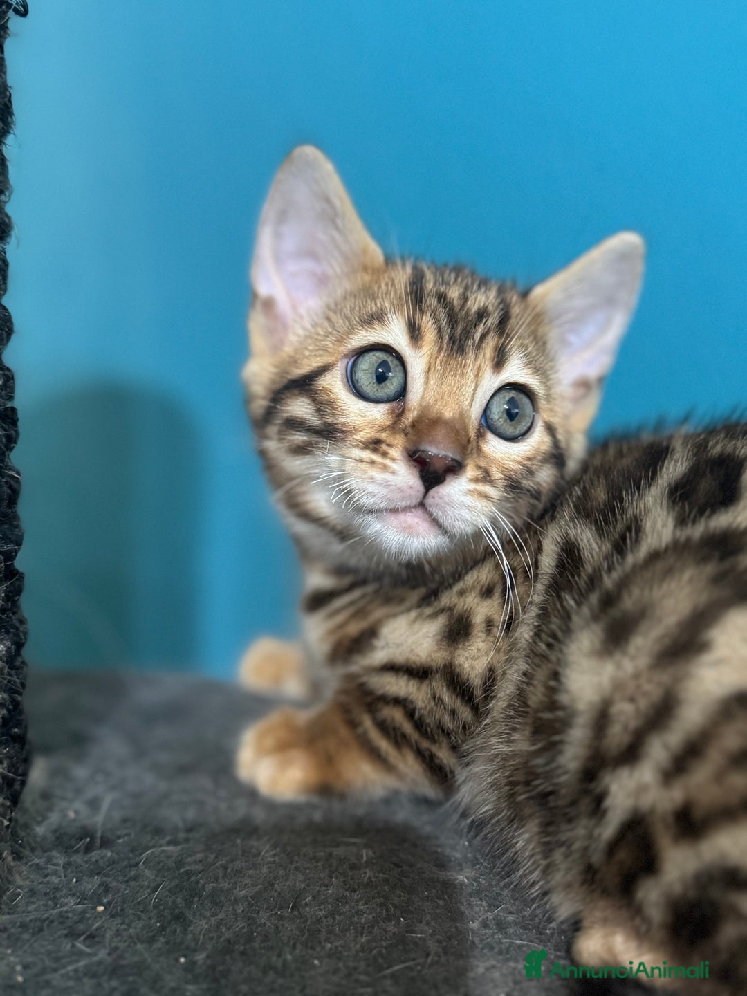Bengala gatti in vendita: Cuccioli bengala  - Annuncio 3