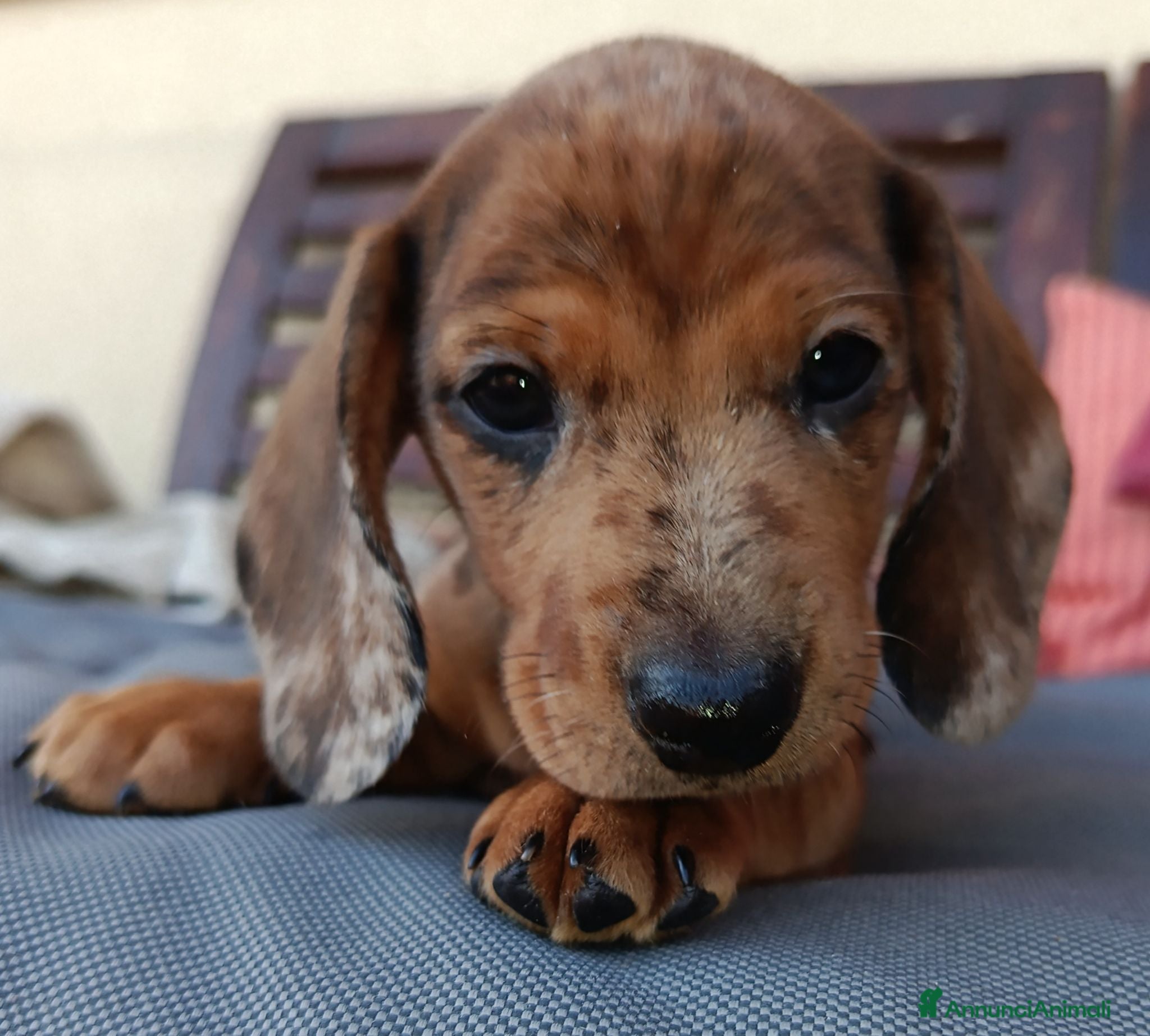 Bassotto cani Bassotto arlecchino cioccolato femmina  - Annuncio 2