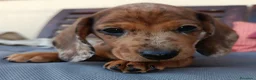 Bassotto cani in vendita: Bassotto arlecchino cioccolato femmina  - Annuncio 1