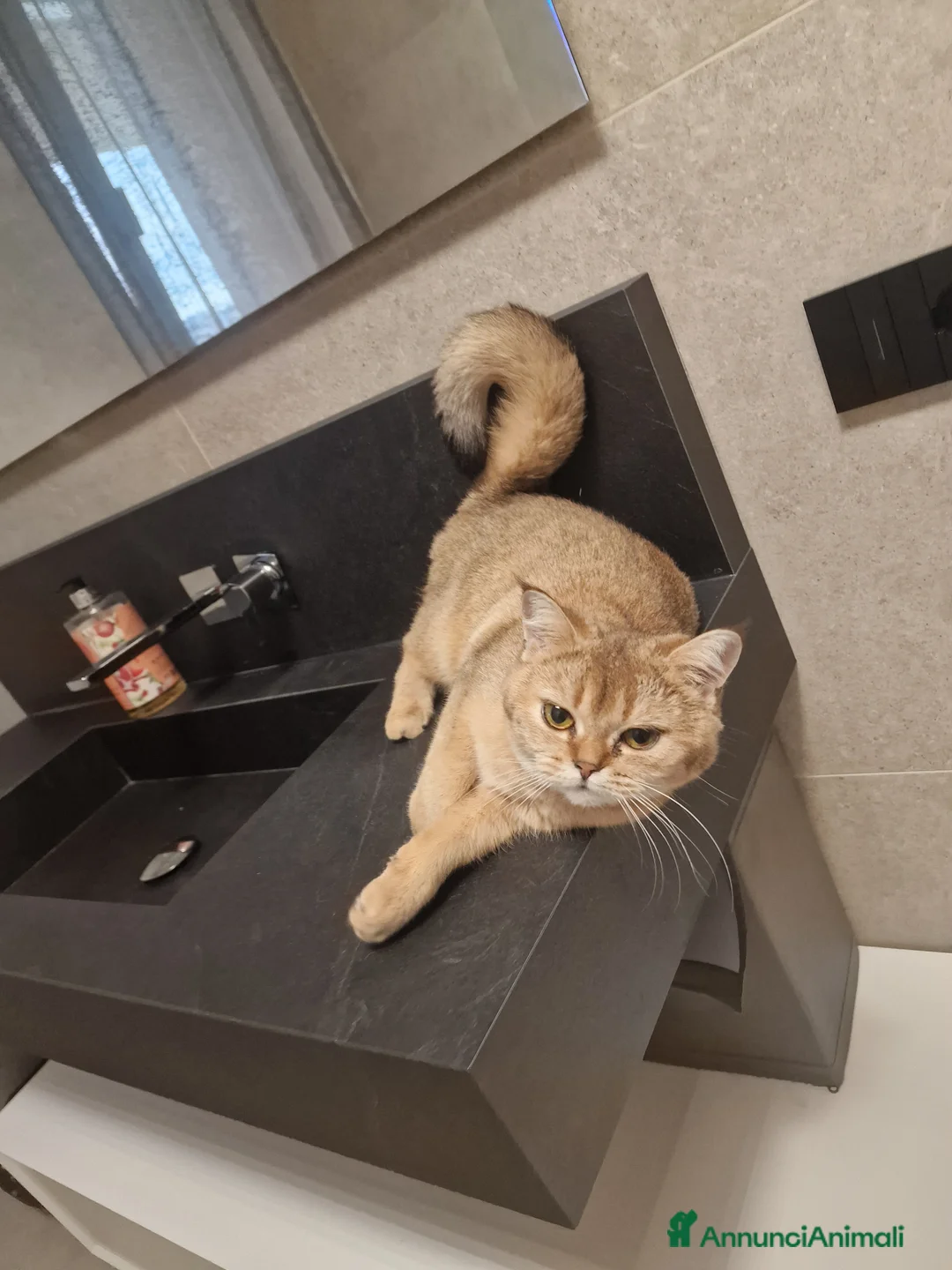 Scottish gatti in vendita: Gatta scottish straight  - Annuncio 2