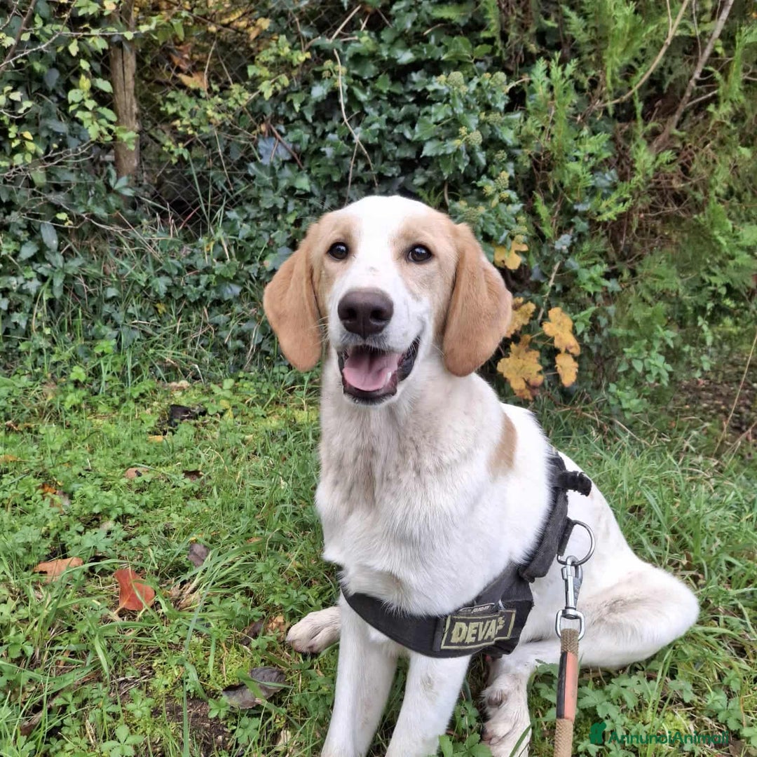 Meticcio cani in regalo: 4 CUCCIOLI simpaticissimi a macchiette! - Annuncio 12