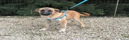 Meticcio cani in regalo: OLIVER, CHIARA, CIP, CUKI, NOLA E RADAMES, - Annuncio 7