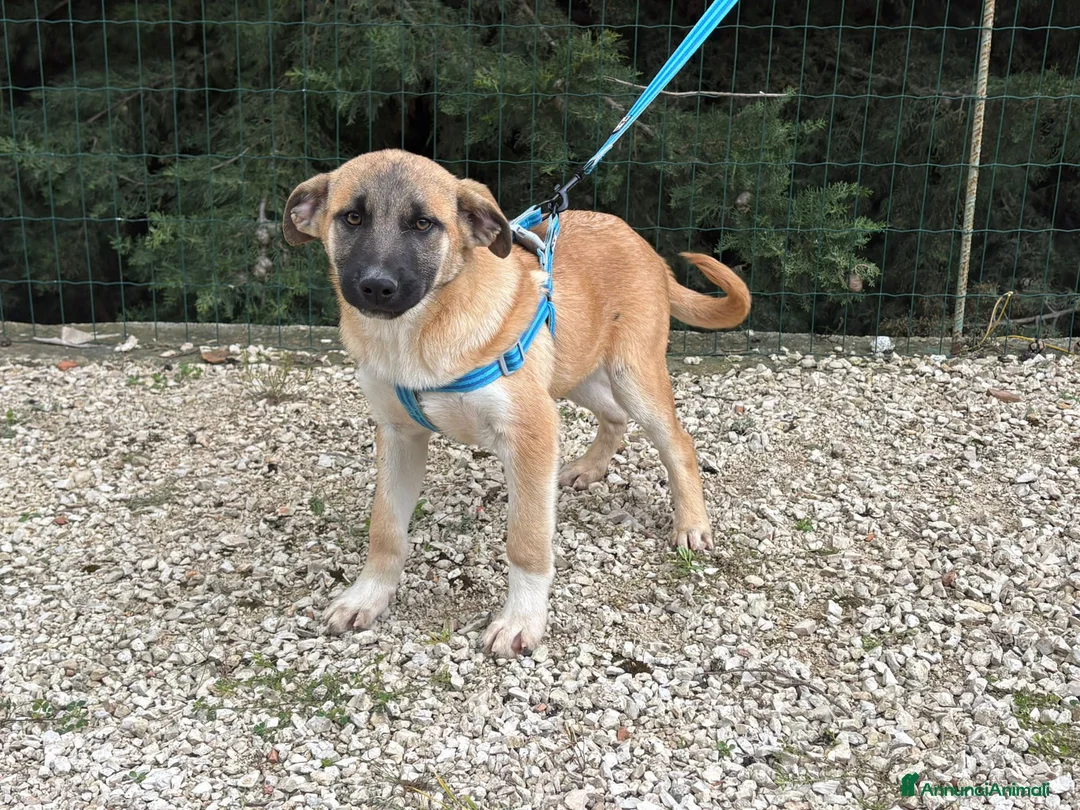 Meticcio cani in regalo: OLIVER, CHIARA, CIP, CUKI, NOLA E RADAMES, - Annuncio 7