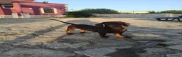 Bassotto cani in vendita: Bassotte 5 mesi - Annuncio 5