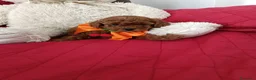 Barboncino Toy cani in vendita: Gioie di Anna - Annuncio 5
