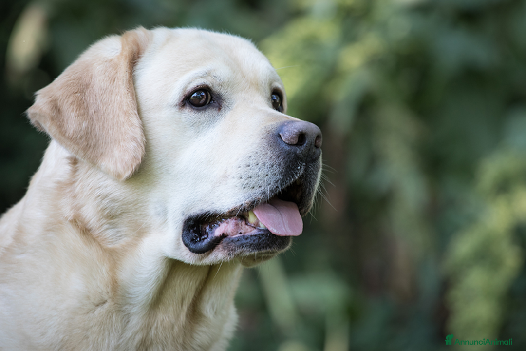 Labrador cani in vendita: Cuccioli di Labrador con pedigree - Annuncio 4