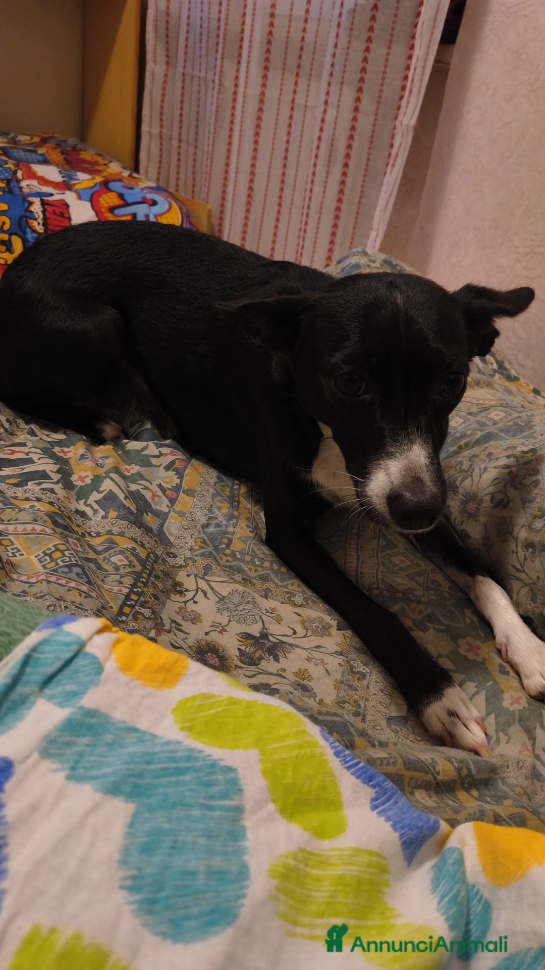 Meticcio cani in regalo: Regalo - Annuncio 4