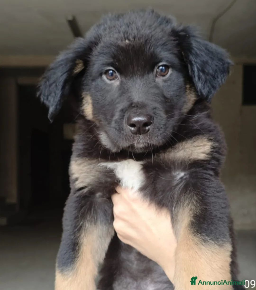 Meticcio cani in regalo: Linus, incrocio pastore tedesco! (3 mesi)  - Annuncio 1