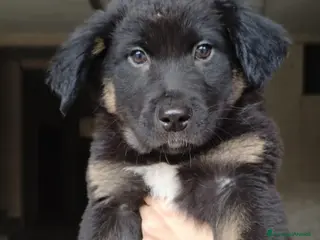 Meticcio cani Linus, incrocio pastore tedesco! (3 mesi) - Annuncio 10