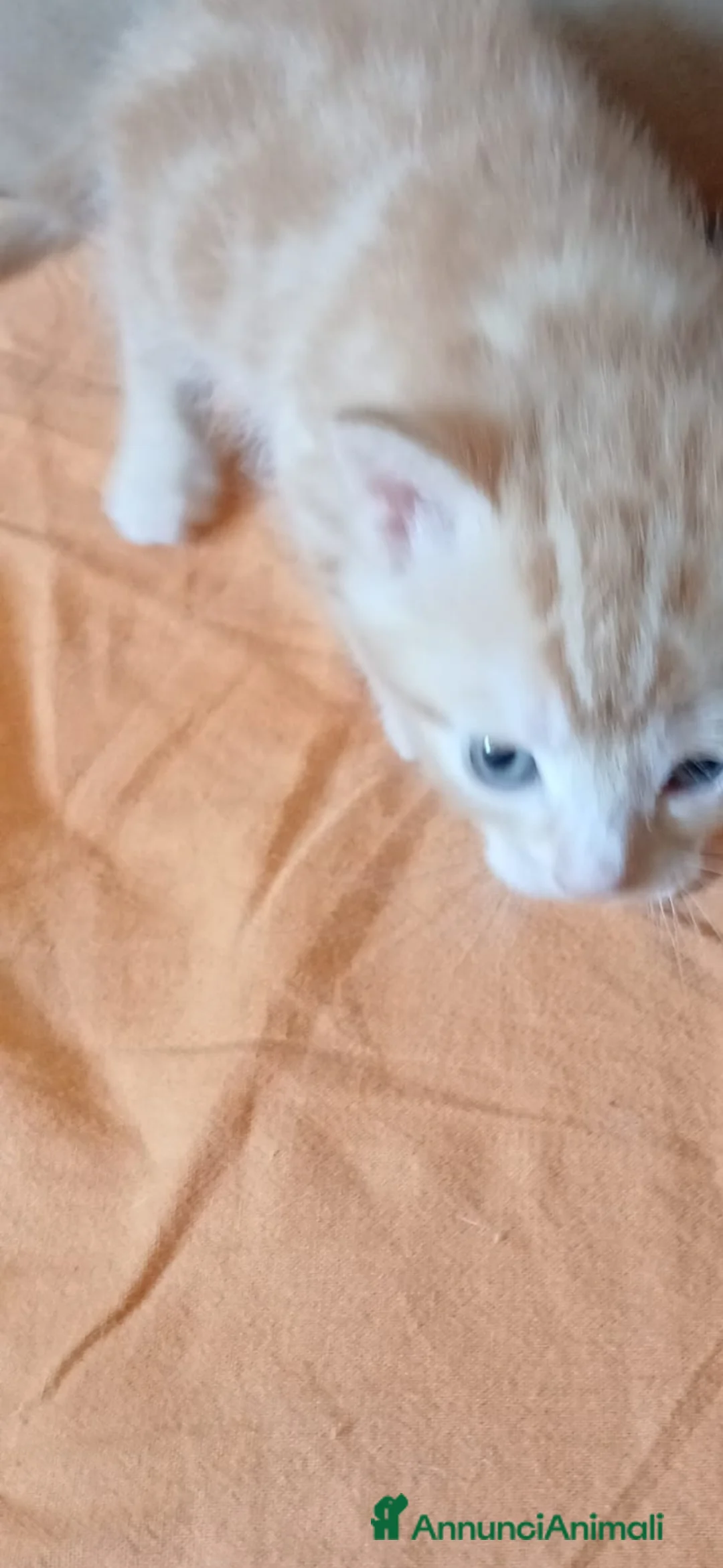 Europeo gatti in regalo: Gattino rosso occhi azzurri  - Annuncio 1