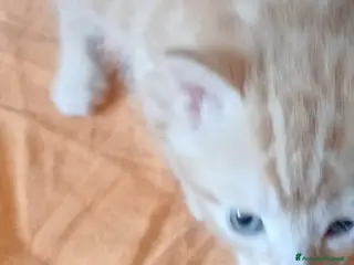 Europeo gatti in regalo: Gattino rosso occhi azzurri - Annuncio 1