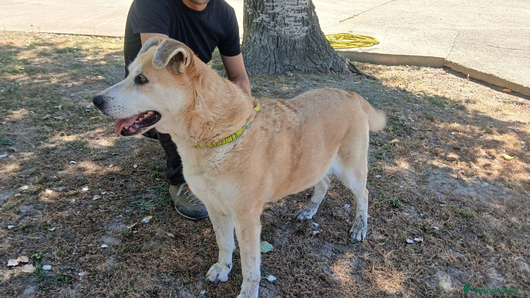 Meticcio cani in regalo: DEA CERCHIAMO IL MIRACOLO, IN ADOZIONE - Annuncio 3