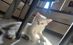 Scottish gatti in vendita: Dolcissimo scottish fold e straight  a Provincia di Brescia - Immagine 12