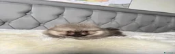 Volpino Pomerania cani in vendita: Cuccioli di Pomerania - Annuncio 3