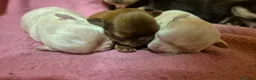 Chihuahua cani in vendita: Cuccioli chihuahua PELO LUNGO con pedigree  - Annuncio 4