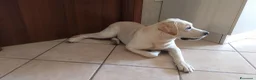 Labrador cani per accoppiamento: Labrador, giovane maschio per accoppiamento  a Provincia di Avellino - Annuncio 3