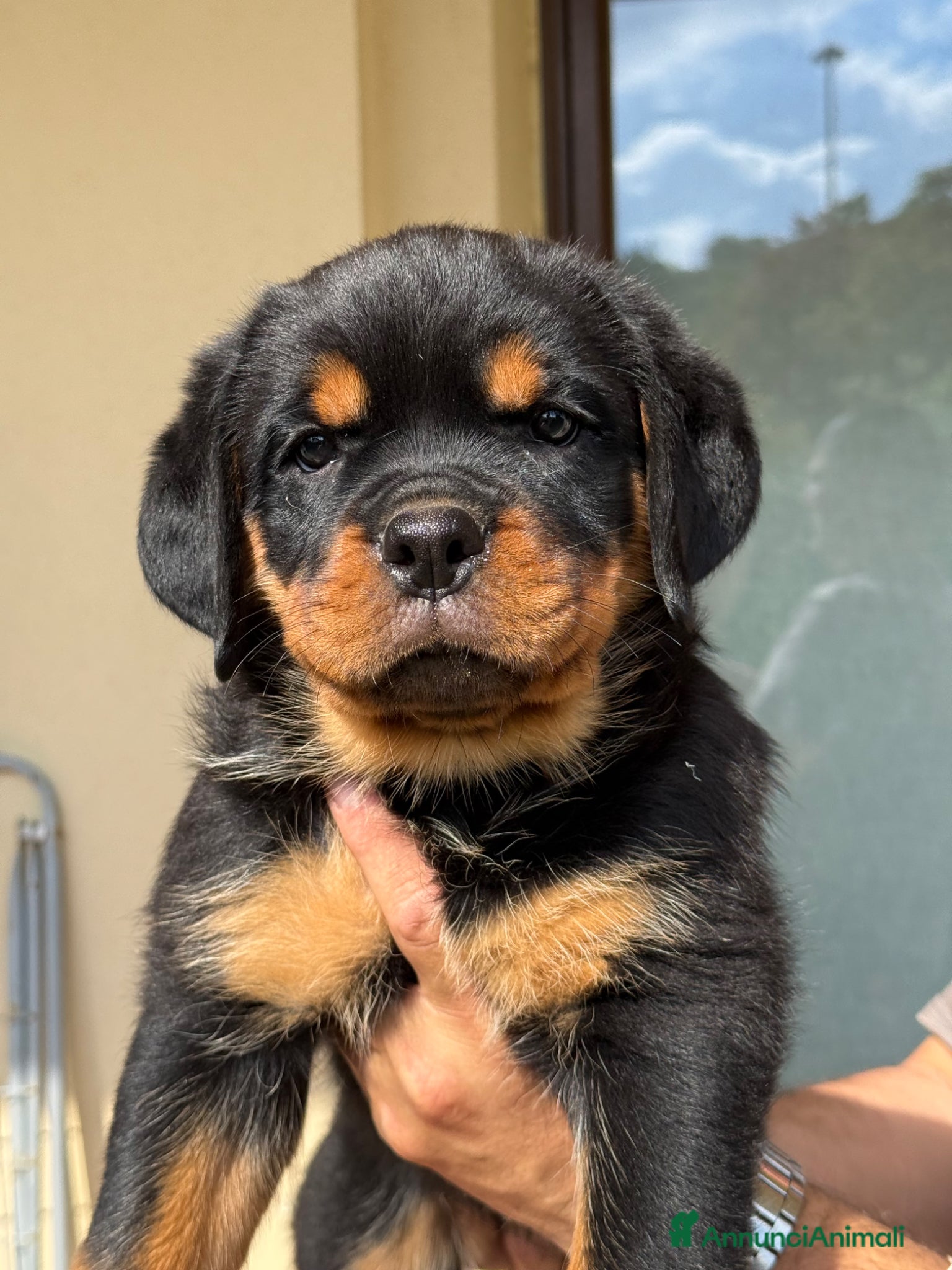 Rottweiler Cucciolo 3