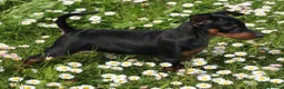 Pinscher Miniatura cani in vendita: Pinscher nano  - Annuncio 33