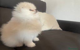 Volpino Pomerania cani in vendita: Volpino di Pomerania spritz nano  a Provincia di Viterbo - Immagine 8