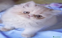 Persiano gatti in vendita: Cucciolo di gatto Persiano a Città Metropolitana di Bologna - Immagine 3